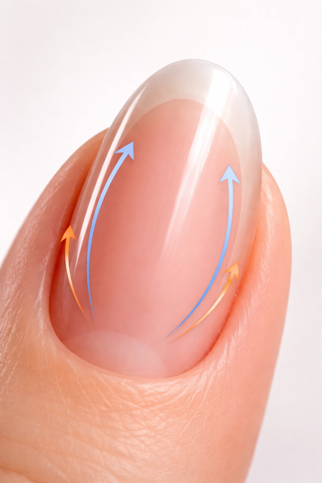 Close-up of a long rounded fingernail showing a smooth curve for durability